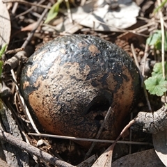 Pisolithus marmoratus (Horse Dung Fungus) at Hall, ACT - 27 Sep 2025 by Anna123