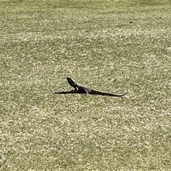 Pogona sp. (Bearded Dragons) at Red Hill, ACT - 27 Sep 2025 by Dixie