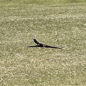 Pogona sp. (Bearded Dragons) at Red Hill, ACT - 27 Sep 2025 by Dixie