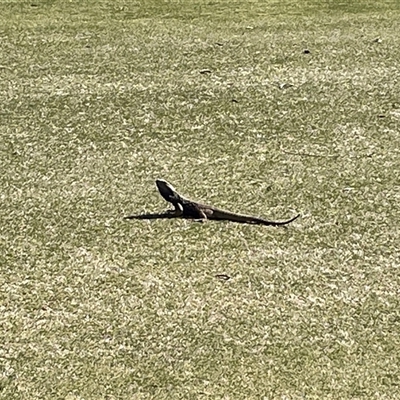 Pogona sp. (Bearded Dragons) at Red Hill, ACT - 27 Sep 2025 by Dixie