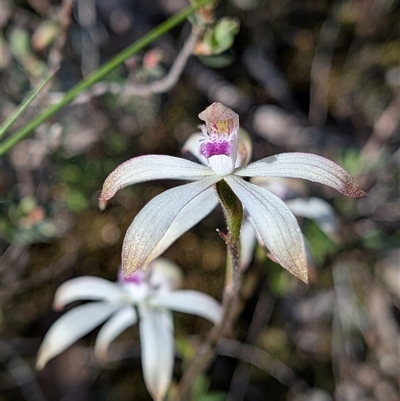 Caladenia ustulata (Brown Caps) at Denman Prospect, ACT - 27 Sep 2025 by Rebeccajgee
