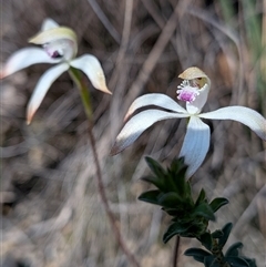 Caladenia ustulata (Brown Caps) at Denman Prospect, ACT - 27 Sep 2025 by Rebeccajgee