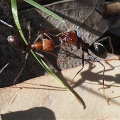 Iridomyrmex purpureus (Meat Ant) at Hall, ACT - 27 Sep 2025 by amiessmacro