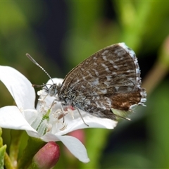 Theclinesthes serpentata by amiessmacro