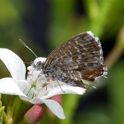 Theclinesthes serpentata at  - suppressed by amiessmacro