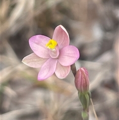 Thelymitra carnea (Tiny Sun Orchid) at Huskisson, NSW - 27 Sep 2025 by Clarel