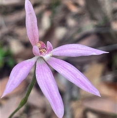 Caladenia hillmanii (Purple Heart Orchid) at Huskisson, NSW - 27 Sep 2025 by Clarel