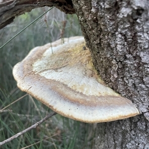 Truncospora ochroleuca at Ulladulla, NSW - 25 Sep 2025 by Clarel