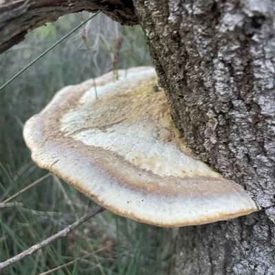 Truncospora ochroleuca at Ulladulla, NSW - 25 Sep 2025 by Clarel