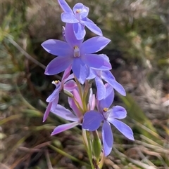 Thelymitra ixioides (Dotted Sun Orchid) at Ulladulla, NSW - 25 Sep 2025 by Clarel