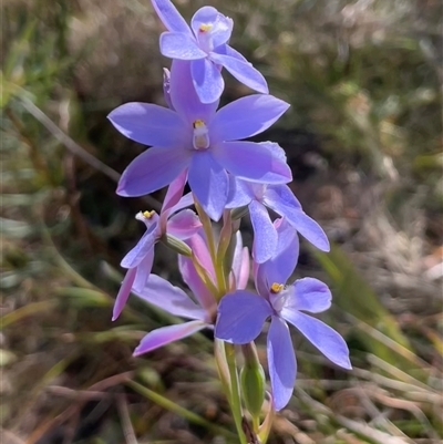 Thelymitra ixioides (Dotted Sun Orchid) at Ulladulla, NSW - 25 Sep 2025 by Clarel