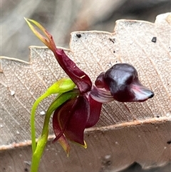 Caleana major (Large Duck Orchid) at Huskisson, NSW - 27 Sep 2025 by Clarel