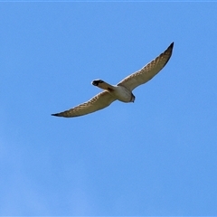 Falco cenchroides (Nankeen Kestrel) at Wodonga, VIC - 27 Sep 2025 by KylieWaldon