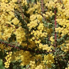 Acacia buxifolia subsp. buxifolia at Wodonga, VIC - 27 Sep 2025 by KylieWaldon