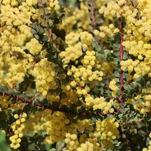 Acacia buxifolia subsp. buxifolia at Wodonga, VIC - 27 Sep 2025 by KylieWaldon
