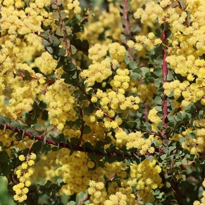 Acacia buxifolia subsp. buxifolia at Wodonga, VIC - 27 Sep 2025 by KylieWaldon