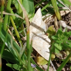 Scopula rubraria (Reddish Wave, Plantain Moth) at Wodonga, VIC - 27 Sep 2025 by KylieWaldon