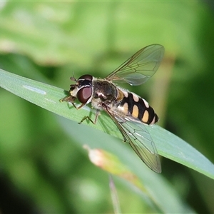 Simosyrphus grandicornis (Common hover fly) at Wodonga, VIC - 27 Sep 2025 by KylieWaldon