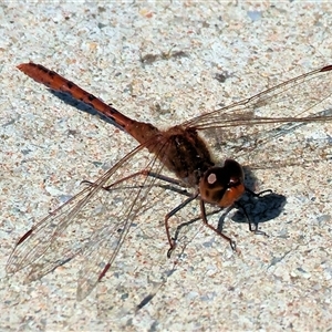 Diplacodes bipunctata (Wandering Percher) at Wodonga, VIC - 27 Sep 2025 by KylieWaldon