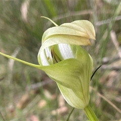 Pterostylis baptistii (King Greenhood) at Vincentia, NSW - 27 Sep 2025 by Clarel