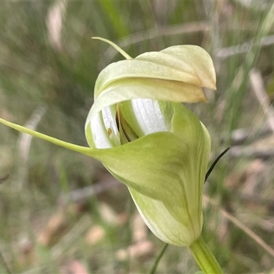 Pterostylis baptistii (King Greenhood) at Vincentia, NSW - 27 Sep 2025 by Clarel