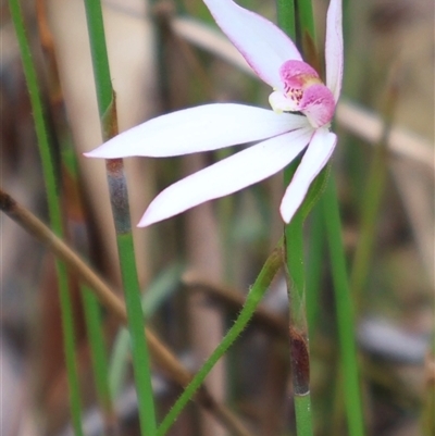 Caladenia hillmanii (Purple Heart Orchid) at Huskisson, NSW - 27 Sep 2025 by Clarel