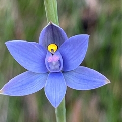 Thelymitra malvina (Mauve-tuft Sun-orchid) at Huskisson, NSW - 27 Sep 2025 by Clarel