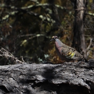 Phaps chalcoptera (Common Bronzewing) at Watson, ACT - 27 Sep 2025 by rhyshardy