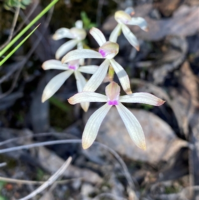 Caladenia ustulata (Brown Caps) at Denman Prospect, ACT - 27 Sep 2025 by JillianM