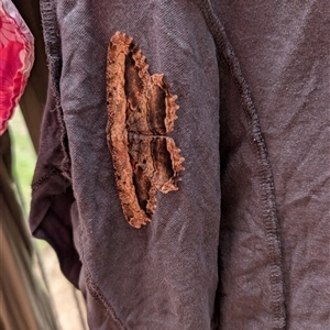 Chorodna strixaria (A Geometrid moth (Boarmiiini) by Kimberhill