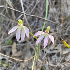 Caladenia carnea (Pink Fingers) at Denman Prospect, ACT - 27 Sep 2025 by JillianM