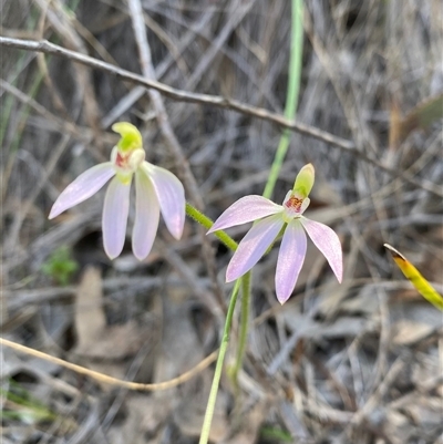 Caladenia carnea (Pink Fingers) at Denman Prospect, ACT - 27 Sep 2025 by JillianM