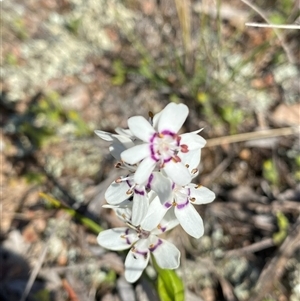 Wurmbea dioica subsp. dioica (Early Nancy) at Denman Prospect, ACT - 27 Sep 2025 by JillianM
