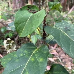 Oncopeltus (Oncopeltus) sordidus at Bagotville, NSW - 27 Sep 2025 01:14 PM