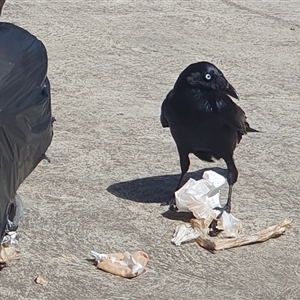 Corvus coronoides (Australian Raven) at Bundanoon, NSW - 26 Sep 2025 by Aussiegall