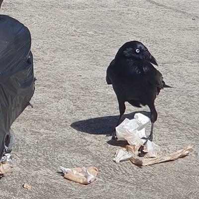 Corvus coronoides (Australian Raven) at Bundanoon, NSW - 26 Sep 2025 by Aussiegall