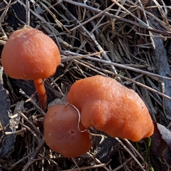 Unverified Cap on a stem; gills below cap [mushrooms or mushroom-like] at Kenny, ACT - 24 Sep 2025 by sbittinger