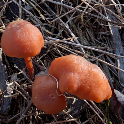 Unverified Cap on a stem; gills below cap [mushrooms or mushroom-like] at Kenny, ACT - 24 Sep 2025 by sbittinger