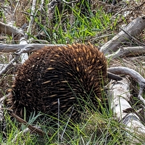 Tachyglossus aculeatus (Short-beaked Echidna) at Kenny, ACT - 24 Sep 2025 by sbittinger