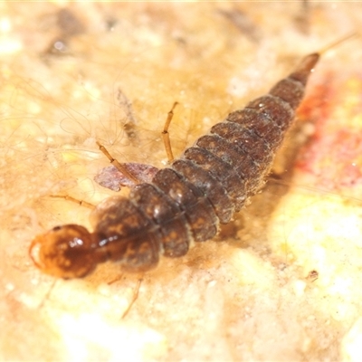 Dytiscidae (family) at Greenway, ACT - 26 Sep 2025 by Harrisi
