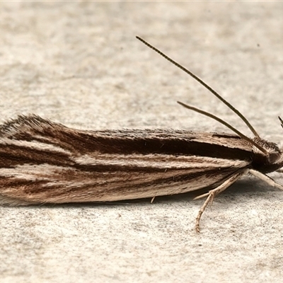 Leptosaces schistopa at Rosedale, NSW - 13 Sep 2025 by jb2602