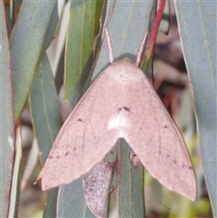 Arhodia lasiocamparia (Pink Arhodia (Oenochrominae)) at Morton Plains, VIC - 26 Jan 2015 by WendyEM