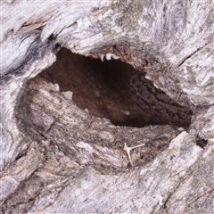 Christinus marmoratus at Morton Plains, VIC - 27 Jan 2015 by WendyEM