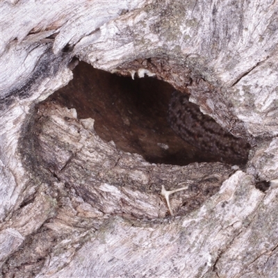 Christinus marmoratus at Morton Plains, VIC - 27 Jan 2015 by WendyEM