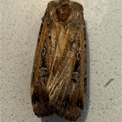 Agrotis infusa (Bogong Moth, Common Cutworm) at Adelaide, SA - 24 Sep 2025 by JanetRussell