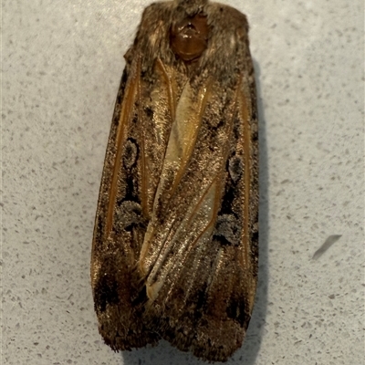 Agrotis infusa (Bogong Moth, Common Cutworm) at Adelaide, SA - 24 Sep 2025 by JanetRussell