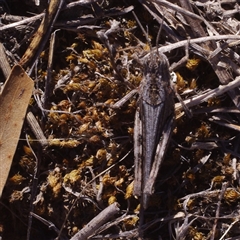 Acrididae sp. (family) (Unidentified Grasshopper) at Morton Plains, VIC - 26 Jan 2015 by WendyEM
