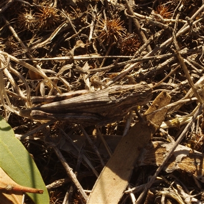 Peakesia hospita (Common Peakesia Grasshopper) at Morton Plains, VIC - 26 Jan 2015 by WendyEM