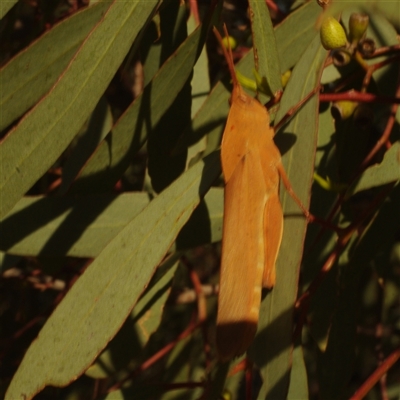 Goniaea australasiae (Gumleaf grasshopper) at Morton Plains, VIC - 26 Jan 2015 by WendyEM