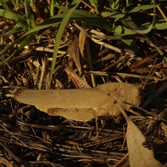 Unverified Grasshopper (several families) at Morton Plains, VIC - 26 Jan 2015 by WendyEM